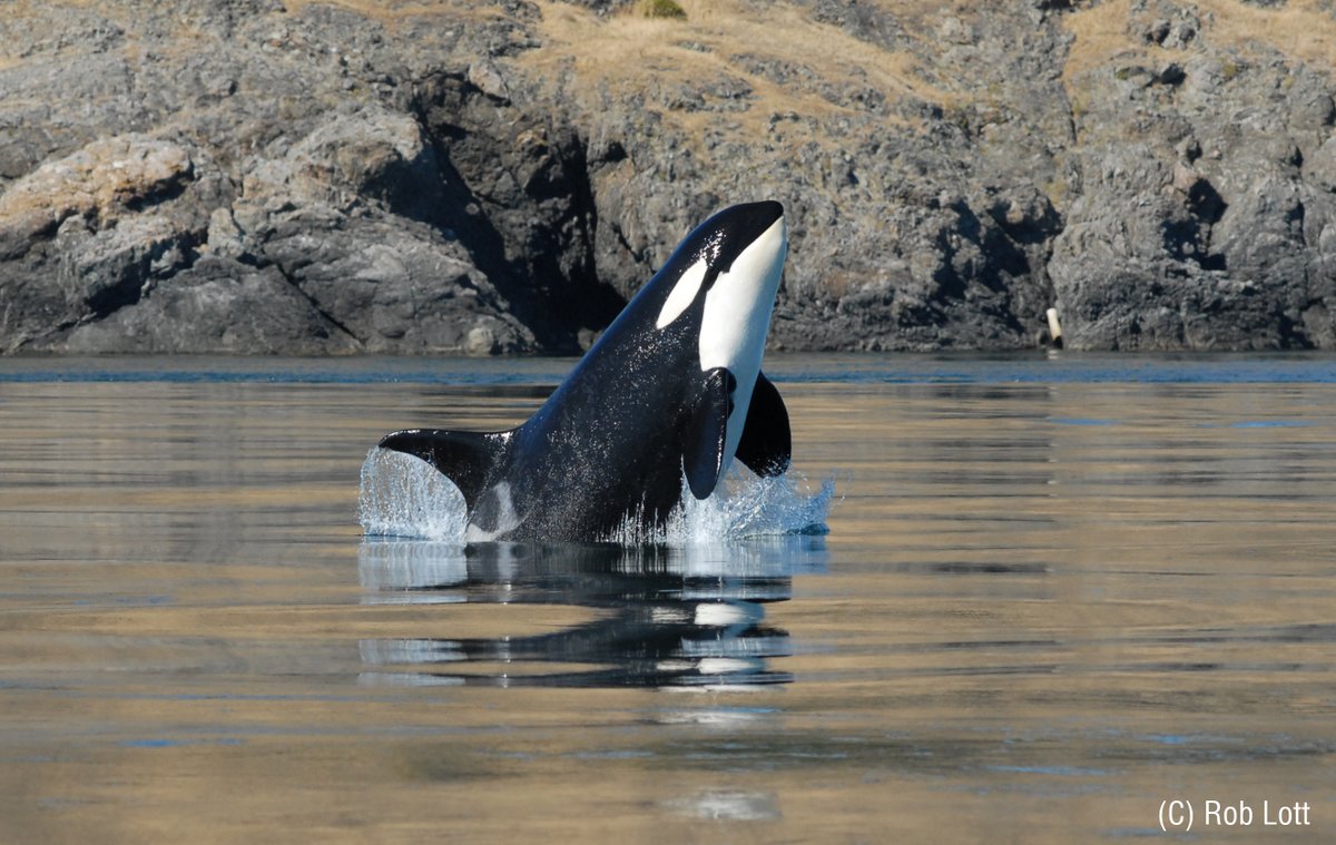 whalesorg_de's tweet photo. 2022 war ein wichtiges Jahr für die #SouthernResidents. 🤍🖤 Wir blicken auf die Höhen und Tiefen des letzten Jahres zurück und berichten, wie es mit dem Schutz dieser bedrohten #Orcas in diesem Jahr weitergeht. 🙏
Hier geht's zum Blog👇https://t.co/TOVEeS4J9o https://t.co/fH4za1pDvo
