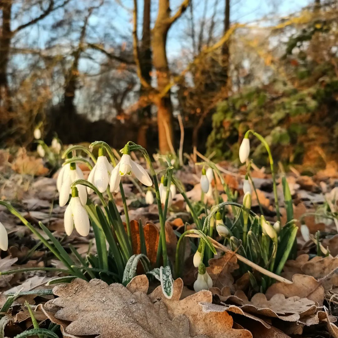 WildflowerUrban's tweet photo. And obviously for this time of year, here are also some obligatory snowdrops photos!

#snowdrops #dansonpark #sunrise #botany #botanyphotography #winterflowers https://t.co/5SVvVQlllm