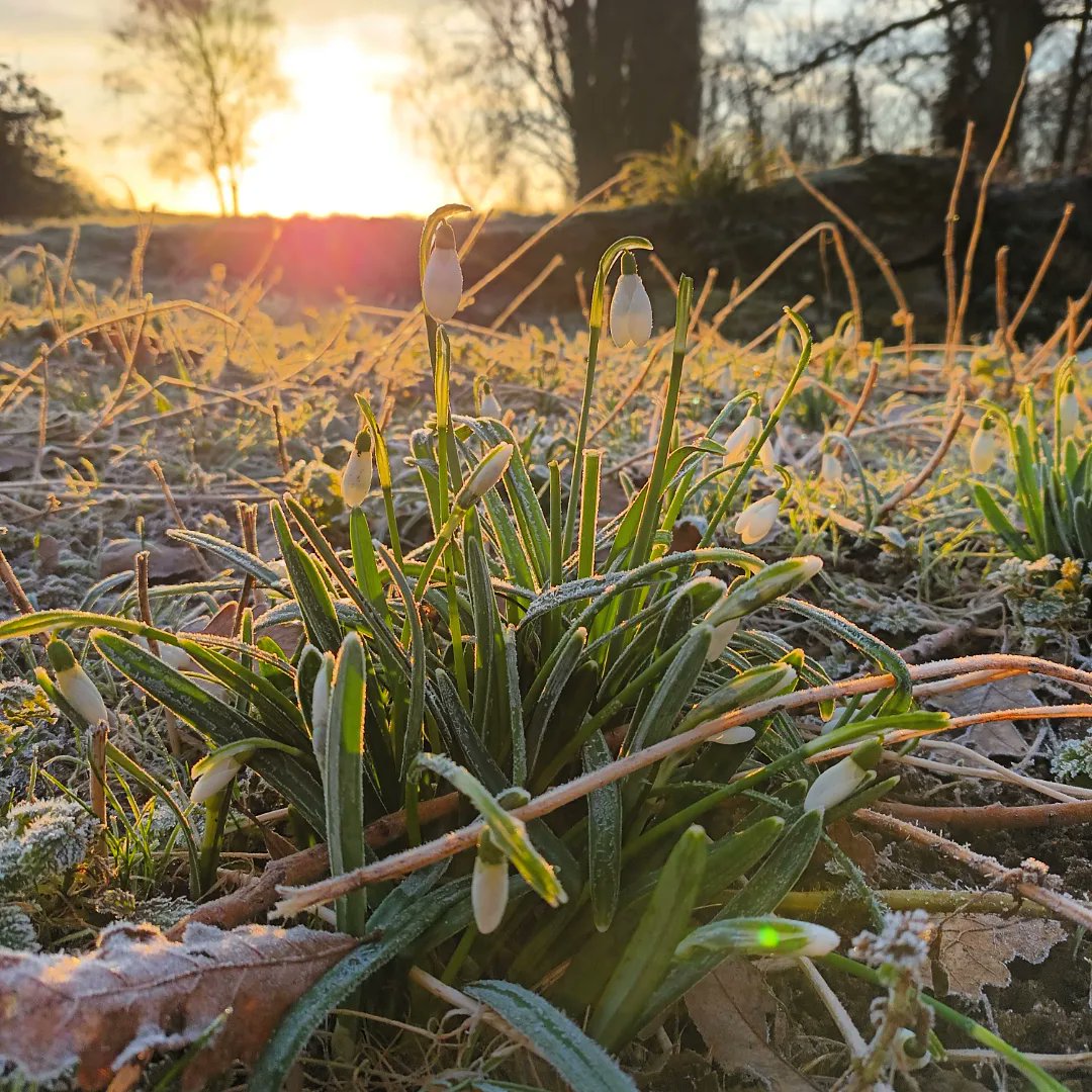 WildflowerUrban's tweet photo. And obviously for this time of year, here are also some obligatory snowdrops photos!

#snowdrops #dansonpark #sunrise #botany #botanyphotography #winterflowers https://t.co/5SVvVQlllm
