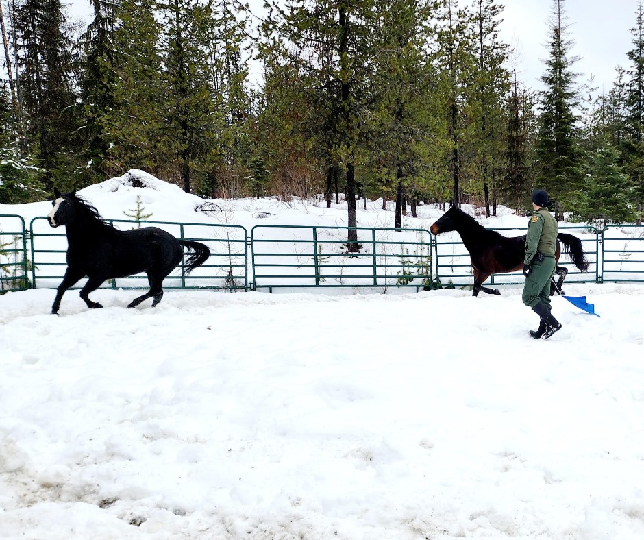 USBPChiefSPW's tweet photo. #Spokane Sector Border Patrol Agents from the #MetalineFalls horse patrol unit exercising their #USBP horses. #HonorFirst #usbp #cbp https://t.co/S1oH5q5ejM