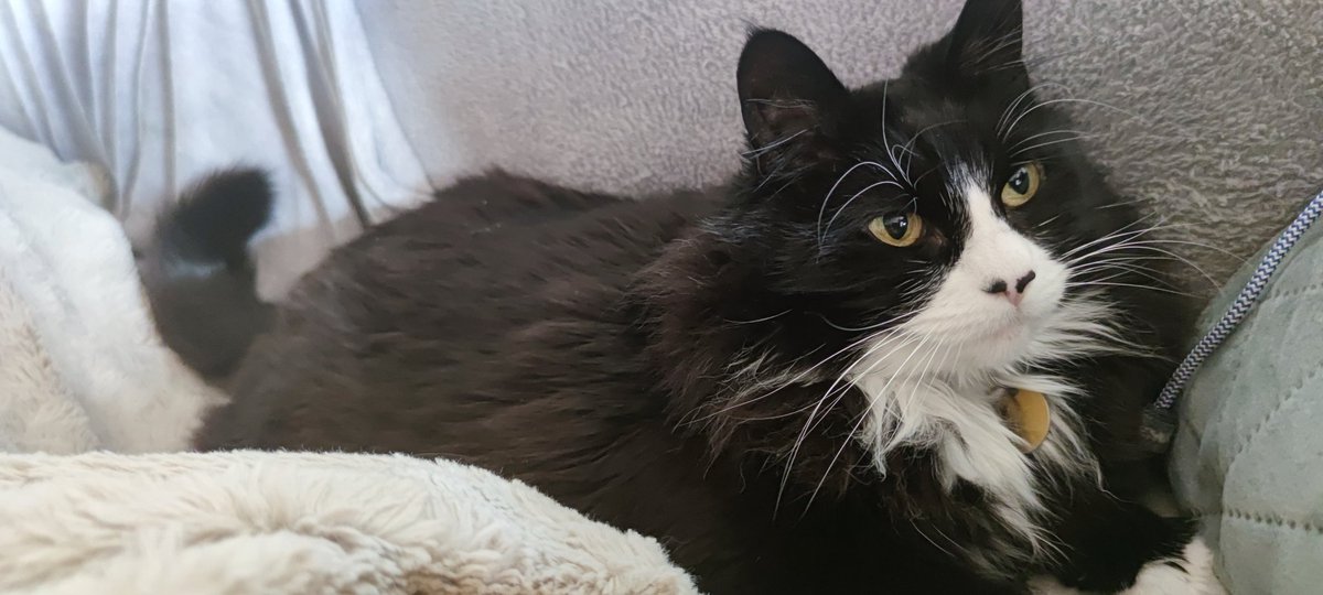 A little fluff a day, makes all the bad thoughts go away ☺️