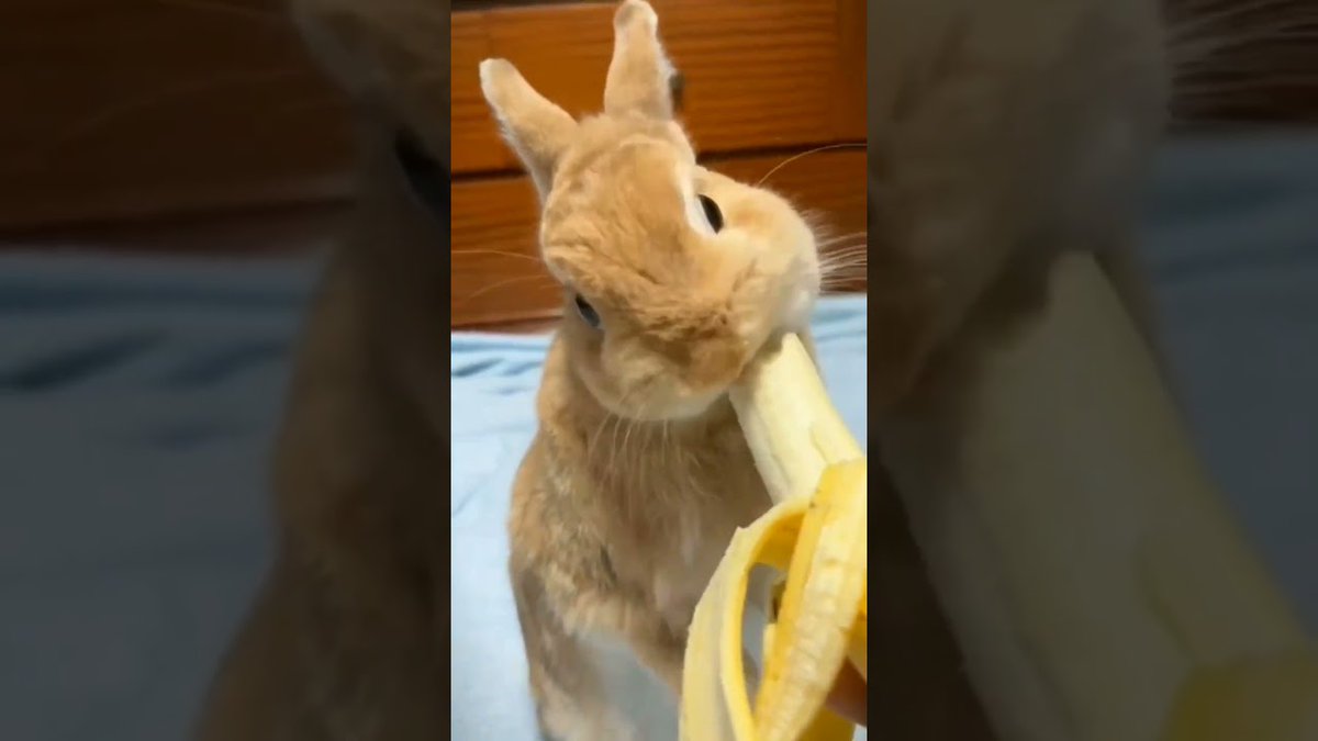 RabbitVideos's tweet image. #Rabbit Eating Banana ##Animal ...
 
rabbitvideos.com/89700/rabbit-e…
 
#AnimalCompilation #AnimalLover #AnimalRescue #Animals #BabyBunny #BabyRabbit #CuteBabyBunny #CuteBabyRabbit #CuteBunnies #CuteBunny #CuteRabbit #MyBunnies #MyPetRabbit #PetRabbit #RabbitBreeding #RabbitBreeds