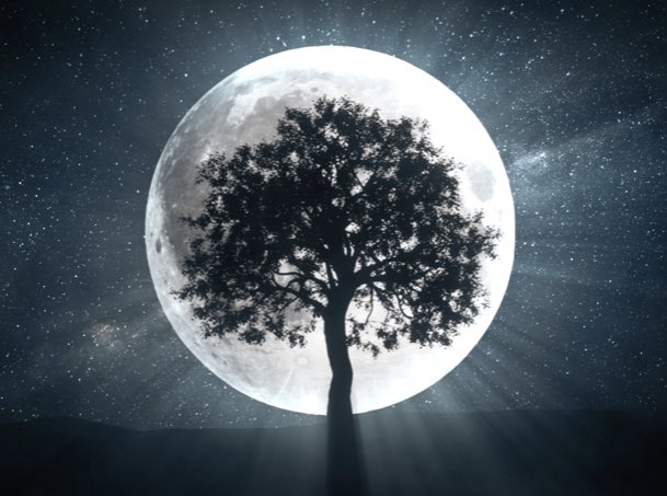 MasterChiefXRP tweet media