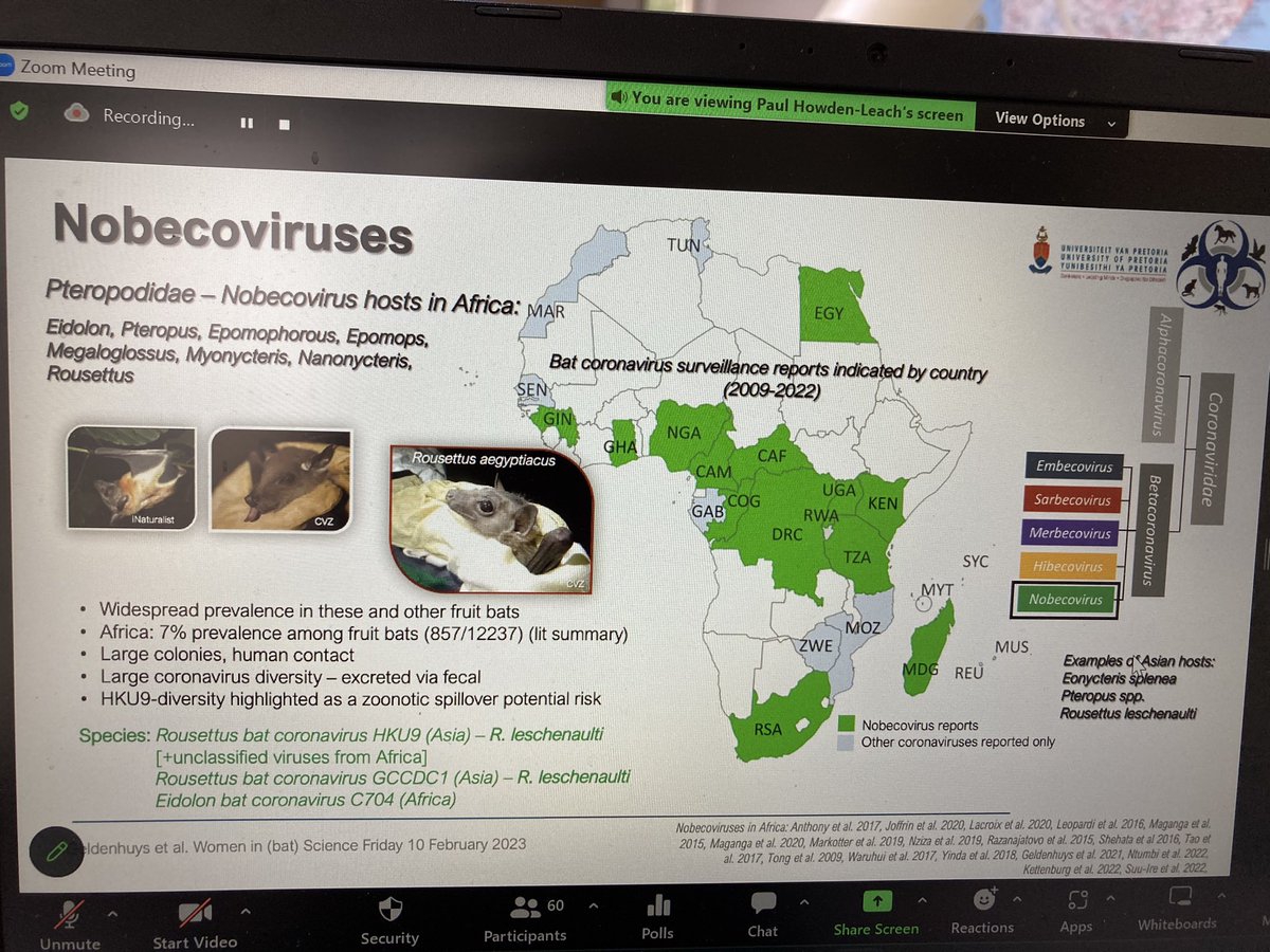 bats_w_borders's tweet photo. Talk 5 #WiBS2023 we have Dr #MarikeGeldenhuys @UPTuks talks about #bat #disease #surveillance in #Rousettus in #Africa - Egyptian fruit bat in #SouthAfrica #faecalsamples #genome https://t.co/SMaYFgqtV2