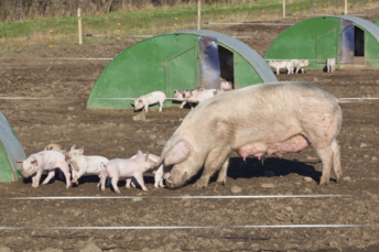 55e <a href="/jrp_porc/">Recherche_porcine</a> -  Recensement : l’érosion du nombre d’exploitations et de truies ralentit, par <a href="/Roguet35/">Christine Roguet</a> 

porcmag.com/economie-busin…