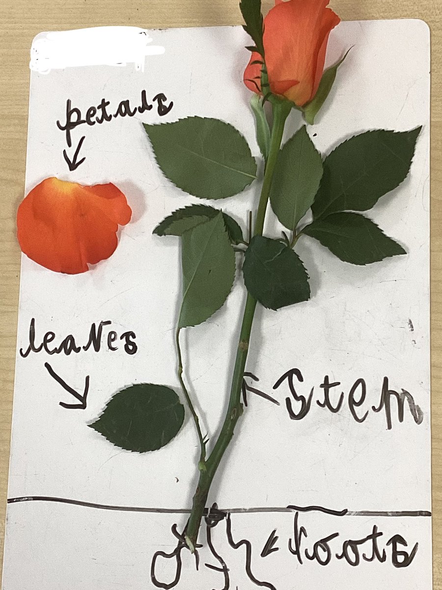 BucktonFields's tweet photo. In our curriculum lessons we have been learning about flowers and plants for our topic ‘Growing wild’. The children labelled parts of the plant and also had a go at drawing it! This week they will be using watercolours to enhance their sketch 🌷 https://t.co/nrNzggmdgh