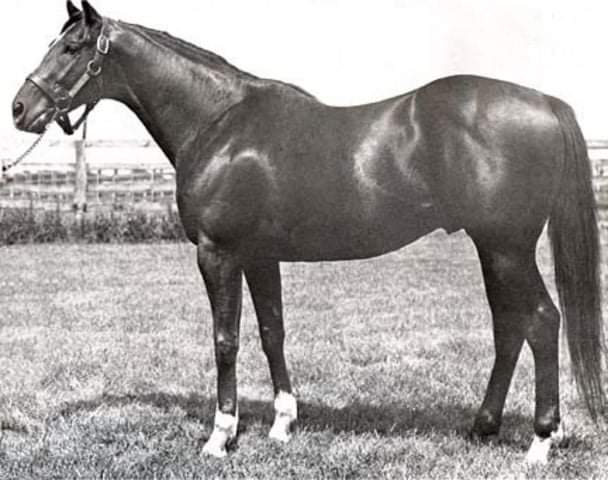 FEDERAL HILL 🇺🇸 1954
(COSMIC BOMB - ARIEL BEAUTY BY ARIEL)#FederalHill
B/O Clifford Lussky (Ky) Apr 16, 1954
24-10-4-3--$212,577 
Hawthorne Juvenile H, Kentucky Jockey Club S, Youthful S, Derby Trial S, Lousiana Derby
2nd Garden State S
3rd George Woolf Memorial S, Bahamas H