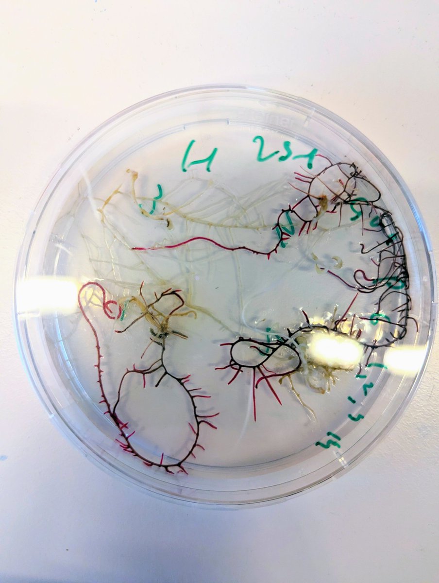 leonardojo's tweet photo. RUBY roots. Slow and steady progress!
Great work by master student Gijs Asselt (@UU_Plants)
#plantbio https://t.co/yB4LGM49KR