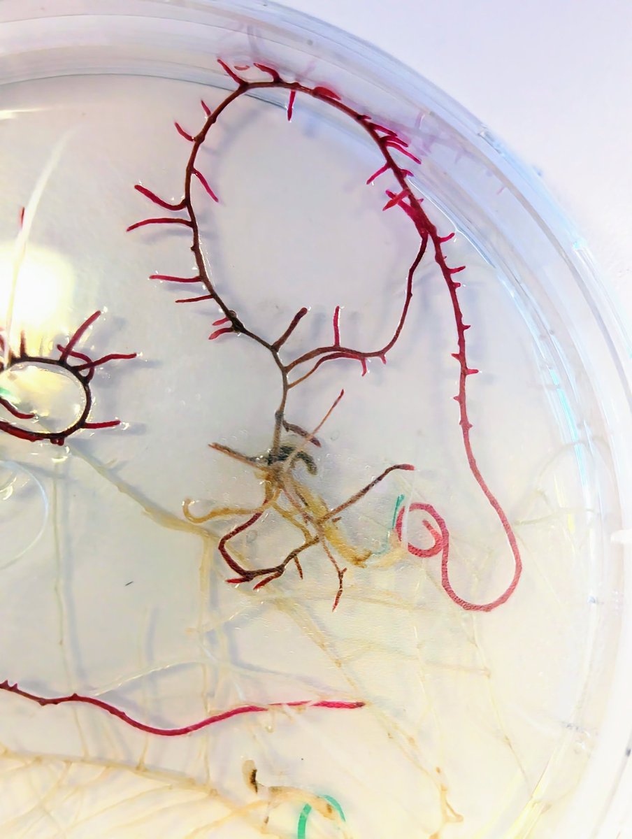 leonardojo's tweet photo. RUBY roots. Slow and steady progress!
Great work by master student Gijs Asselt (@UU_Plants)
#plantbio https://t.co/yB4LGM49KR