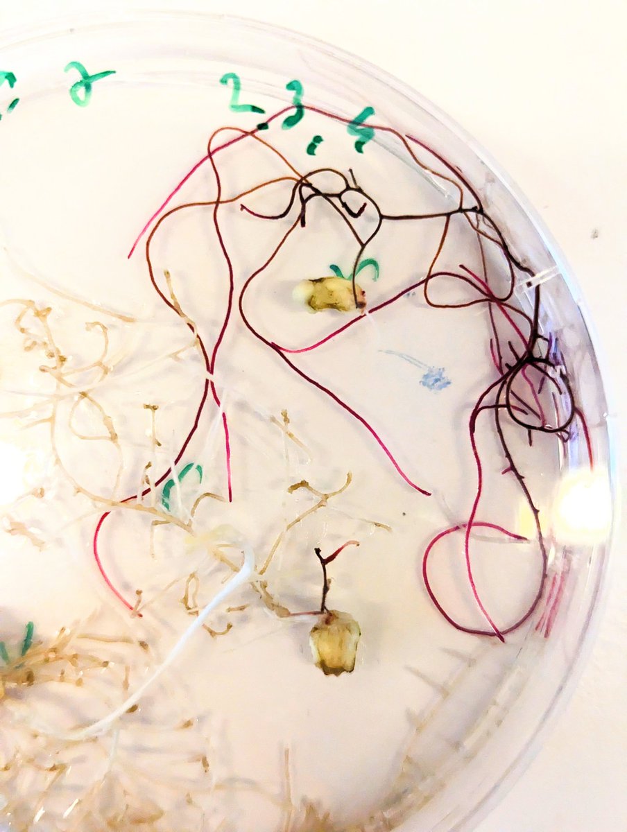 leonardojo's tweet photo. RUBY roots. Slow and steady progress!
Great work by master student Gijs Asselt (@UU_Plants)
#plantbio https://t.co/yB4LGM49KR