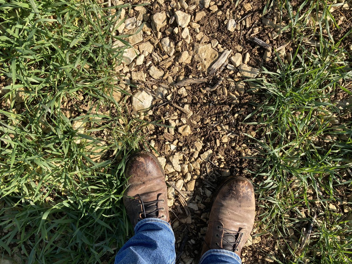 BONNIN1402's tweet photo. @OlivierCOSTE2 @KUHNFrance @BiolineByInVivo @BiolineFrance @MarieUwer @BegonThomas Je craignais devoir sortir les bottes et trouver qq foyers mon Complice mais c’est finalement l’Extase dans ce #MMS2022 précédent colza.
#TeamPustules 
Petites terres, petit RSH mais la bonne solution (soufrée serait 👍) attendra 😉 pour nos petits potentiels bourguignons. https://t.co/DbWBrwztkf