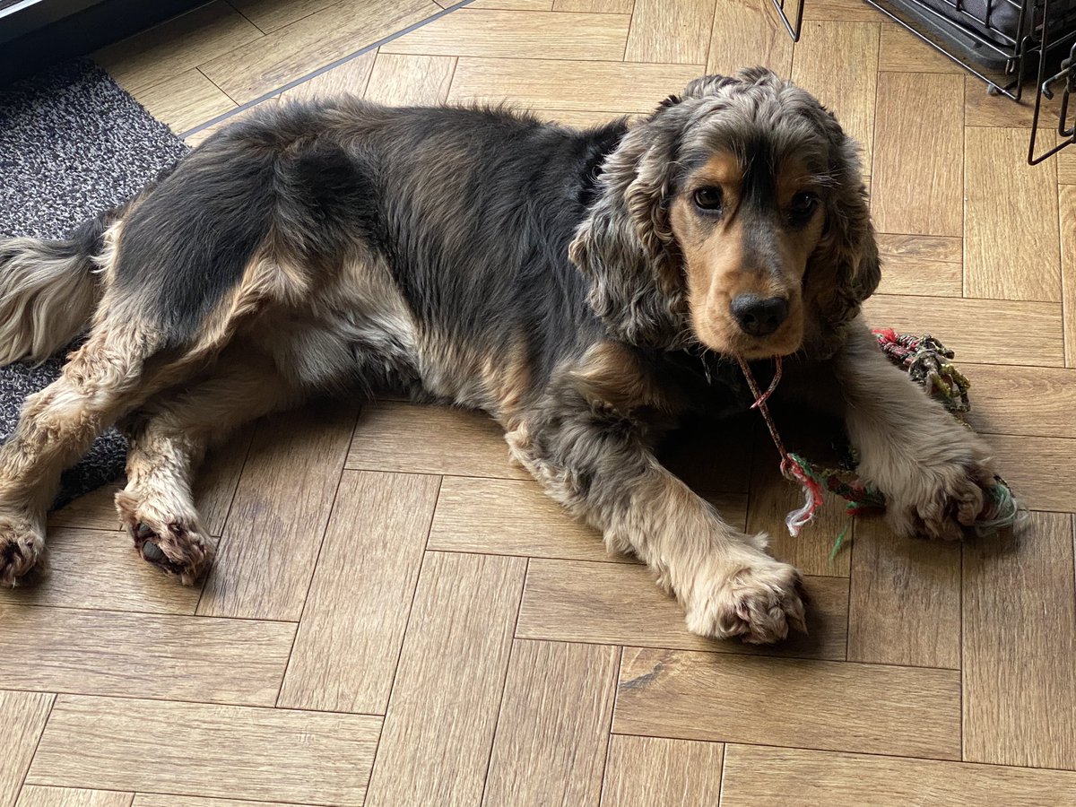 CockerShow's tweet image. Happy Friday fwenz. Been mostly undoing this cwazy knot thingy. Love a good puzzler…. #showcockerlove