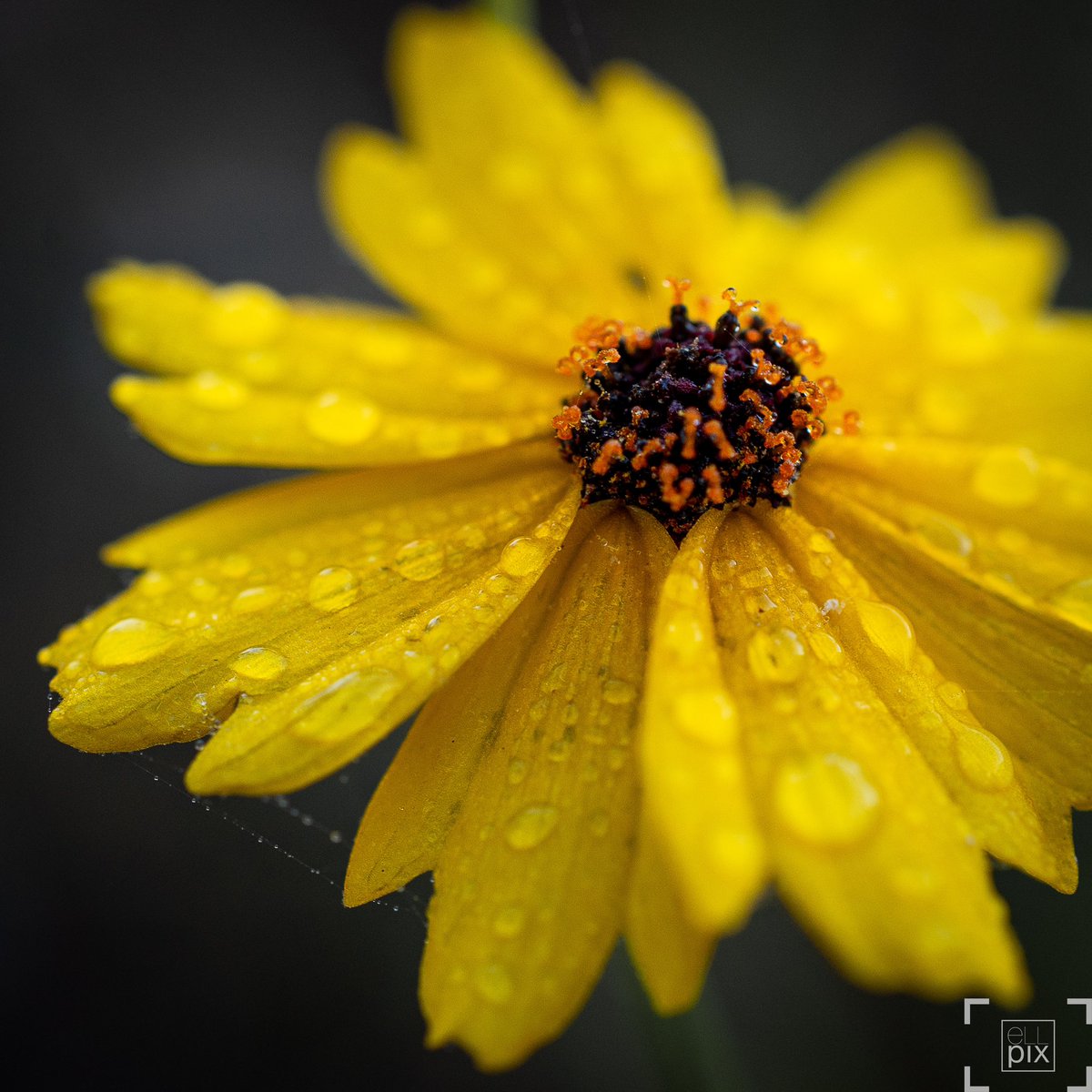 erykatz's tweet photo. @NikonUSA https://t.co/XYevcGm6da