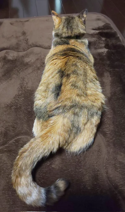 猫ちゃんの尻尾チョコの黄色い柄が我が家の猫に似てて両親も私も真っ先に「心晴ちゃん…!」って手伸ばして食べ始めたの笑ったわ。 