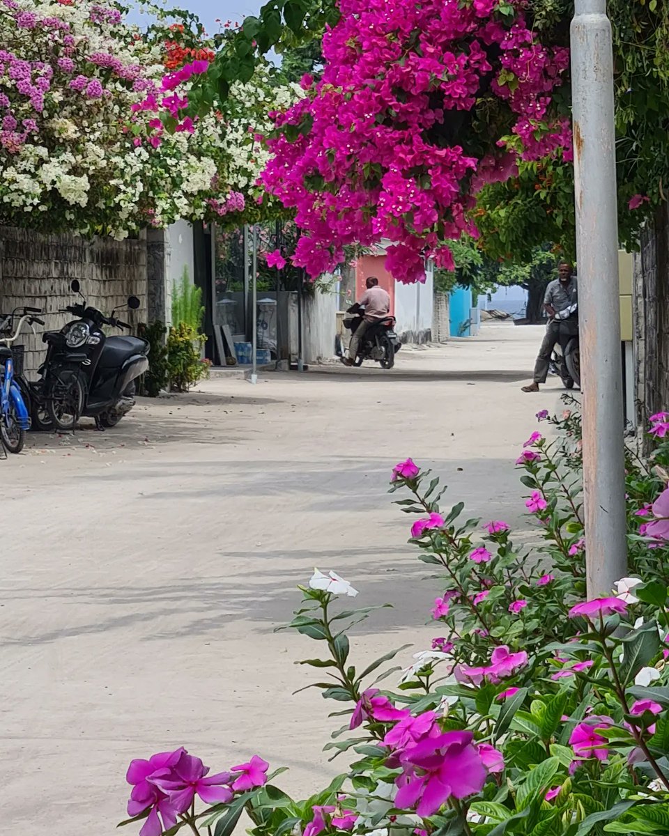 edzyadam's tweet photo. Can't imagine our sandy Island lanes any other way. Why can't we line them up with ornamental plants? The whole premise that roads are for vehicles need to change. Roads are public spaces. Roads are for pedestrian, kids people young and old. We need to re-imagine our roads. https://t.co/DDDHYHRmmn