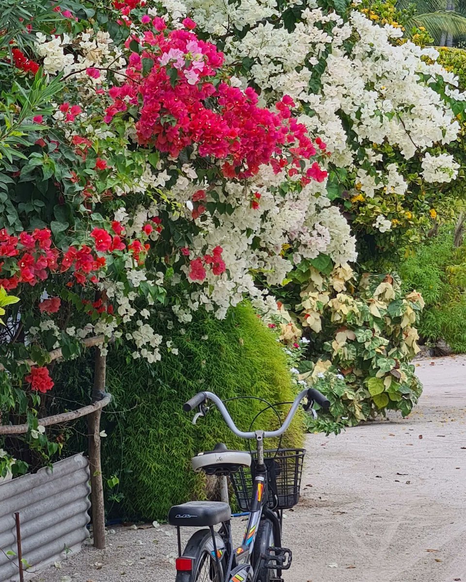edzyadam's tweet photo. Can't imagine our sandy Island lanes any other way. Why can't we line them up with ornamental plants? The whole premise that roads are for vehicles need to change. Roads are public spaces. Roads are for pedestrian, kids people young and old. We need to re-imagine our roads. https://t.co/DDDHYHRmmn