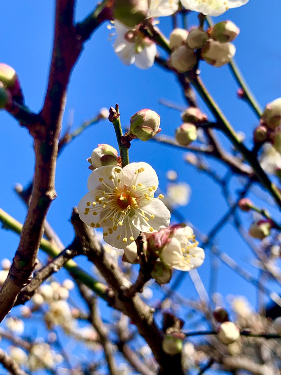 Morzat_Chopin's tweet photo. 空♡今日は午後から晴れ☀青空に梅の花❁⃘*.゚綺麗💕この前よりだいぶ咲いてきたよ♪
#空 #イマソラ #空好きな人と繋がりたい #青空 #梅の花 #綺麗 #可愛い #自然 #もうすぐ春 #お疲れ様でした #sky #skylover #bluesky #flowers #beautiful #cute #Springcomingsoon https://t.co/eV97l8g2Zg