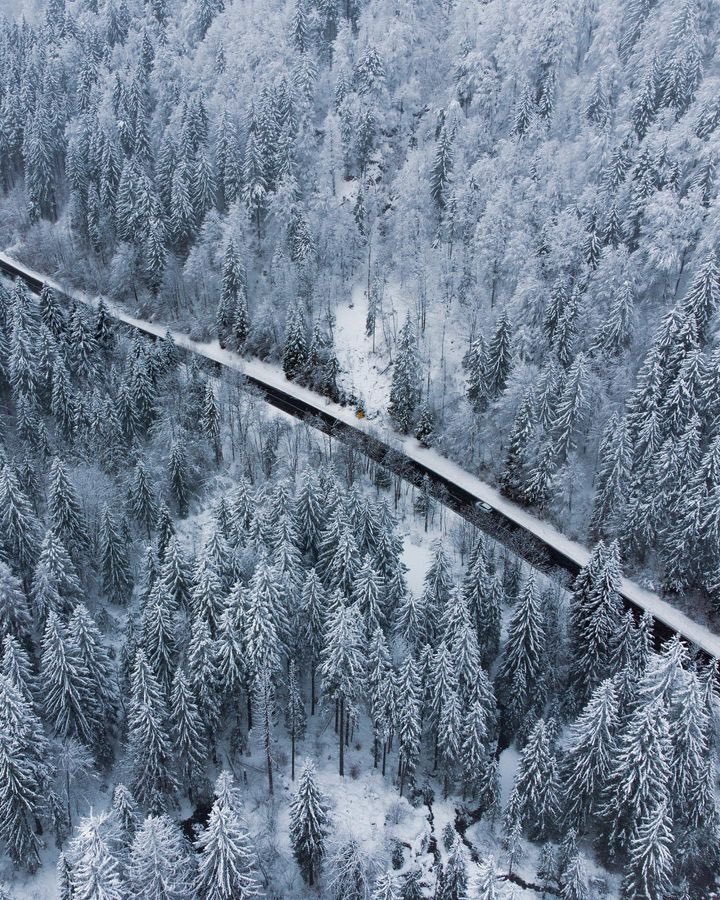 igersItalia's tweet photo. Il best of #igersitalia di oggi è di basilute
•
La Foresta di #Tarvisio si estende per quasi 24.000 ettari tra le Alpi Carniche e quelle Giulie, ai confini con l'Austria e Slovenia, nell'estremo settore nord-orientale della provincia di #Udine.

#igersfvg #igersudine https://t.co/fU9ZEnYuwV