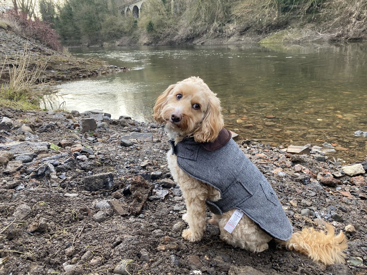 IronbridgeAAC's tweet photo. A few lill pics from todays #morningwalk 😎 #morningroutines #shropshire #cutedogalert #dog #cavapoo #ironbridgegorge #selfcare #excercisedaily #wellbeing #healing #nature #ironbridgealfie ❤️ https://t.co/Fw55xx8OZC