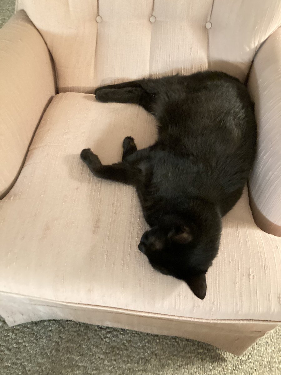 TomKattman's tweet photo. “It’s been quite a week!”—Puma. 🐾🐈⬛ #Time2Rest #Ready4Caturday https://t.co/57pcF43HWg