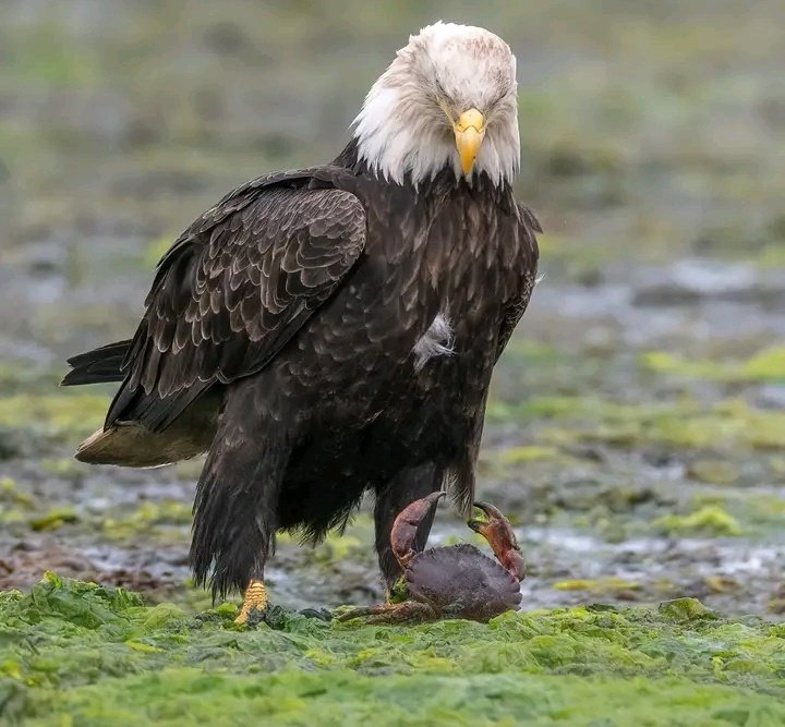 Musinguzi Elly 🐇 on Twitter "RT ExcitingClassic Red rock crab Vs