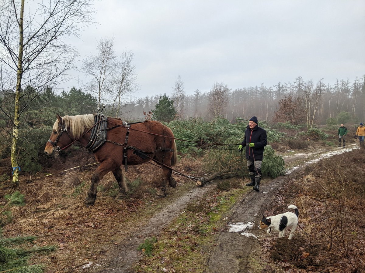 Recent hebben wij met studenten van @Yuverta en @Paardaanhetwerk een mooi heidebeheerproject uitgevoerd. Door handmatig te werken en een paard in te zetten voor het uitslepen van hout is de bodemdruk en daarmee gepaarde overlast voor de natuur miniem gebleven. Een mooi project!