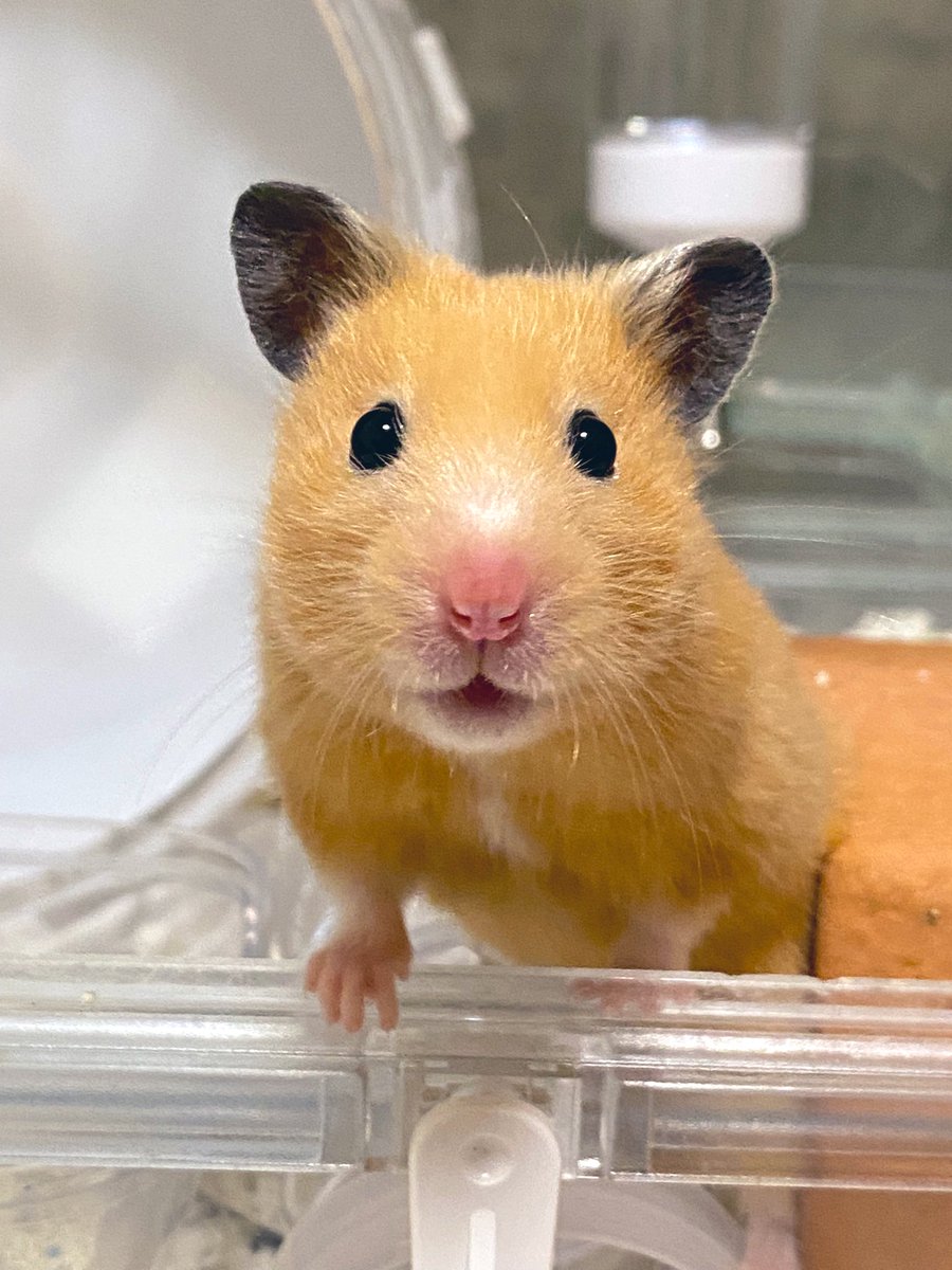 ケージの扉を開けて、出てくるまでの身支度待ちしながらTL見てたんだけど、ふと視線を感じて顔を上げたら目の前でこの状態でフリーズしてた〜〜〜かわいすぎる〜〜〜！！！！！！！！