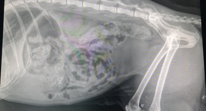 nantwichnews's tweet photo. CRIME: @RSPCA_official condemns "callous" airgun attack on cat in Crewe - details here https://t.co/h4tRbNdu0J https://t.co/S4lKWU7aYc
