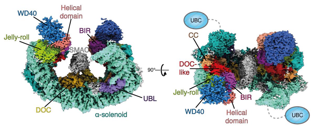 Larissa Di (@larissadi2) on Twitter photo Excited to share our most recent work on the giant ubiquitin ligase #BIRC6 out now in <a href="/ScienceMagazine/">Science Magazine</a> science.org/doi/10.1126/scβ¦!
Β
Thread below π§΅ (1/7) Excited to share our most recent work on the giant ubiquitin ligase #BIRC6 out now in <a href="/ScienceMagazine/">Science Magazine</a> science.org/doi/10.1126/scβ¦!
Β
Thread below π§΅ (1/7)