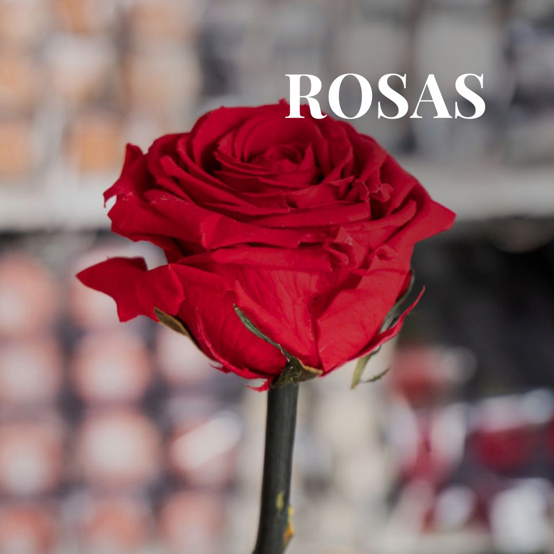 ViverosAznar's tweet photo. Las rosas son el símbolo tradicional del amor y el romance. Son un regalo perfecto para el día de San Valentín.
¡Ven a Viveros y adquiere la tuya!
.
.
.
#floresaznar #viverosaznar #flores #plantas #vivero #viverozaragoza #zaragoza #zgz #plantlover https://t.co/wuJcBaTGHr