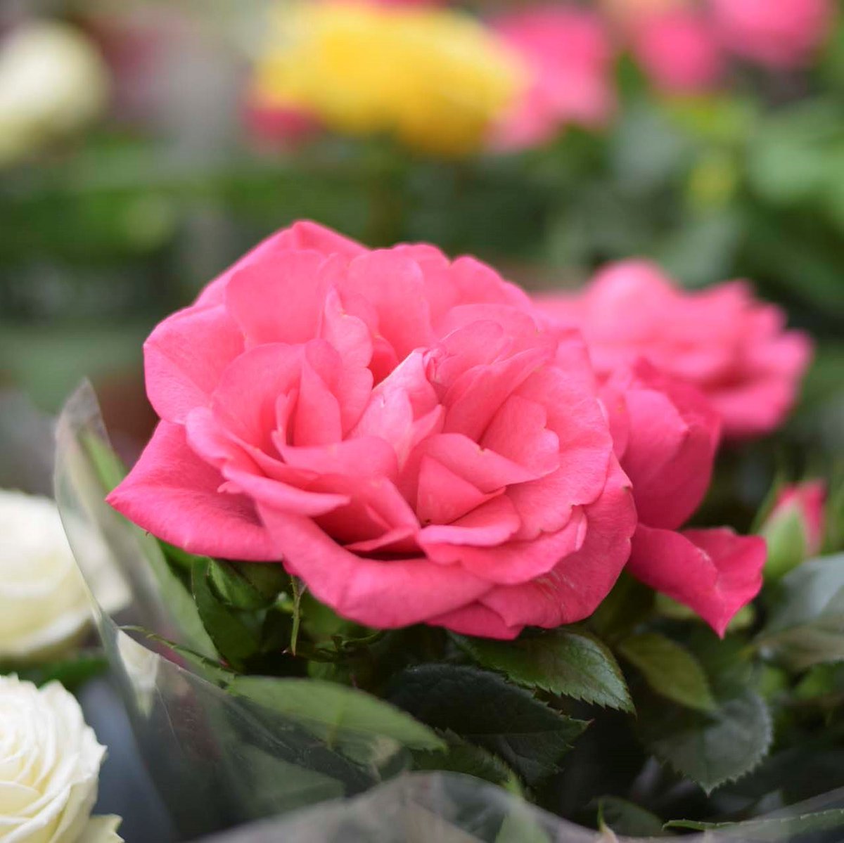 ViverosAznar's tweet photo. Las rosas son el símbolo tradicional del amor y el romance. Son un regalo perfecto para el día de San Valentín.
¡Ven a Viveros y adquiere la tuya!
.
.
.
#floresaznar #viverosaznar #flores #plantas #vivero #viverozaragoza #zaragoza #zgz #plantlover https://t.co/wuJcBaTGHr