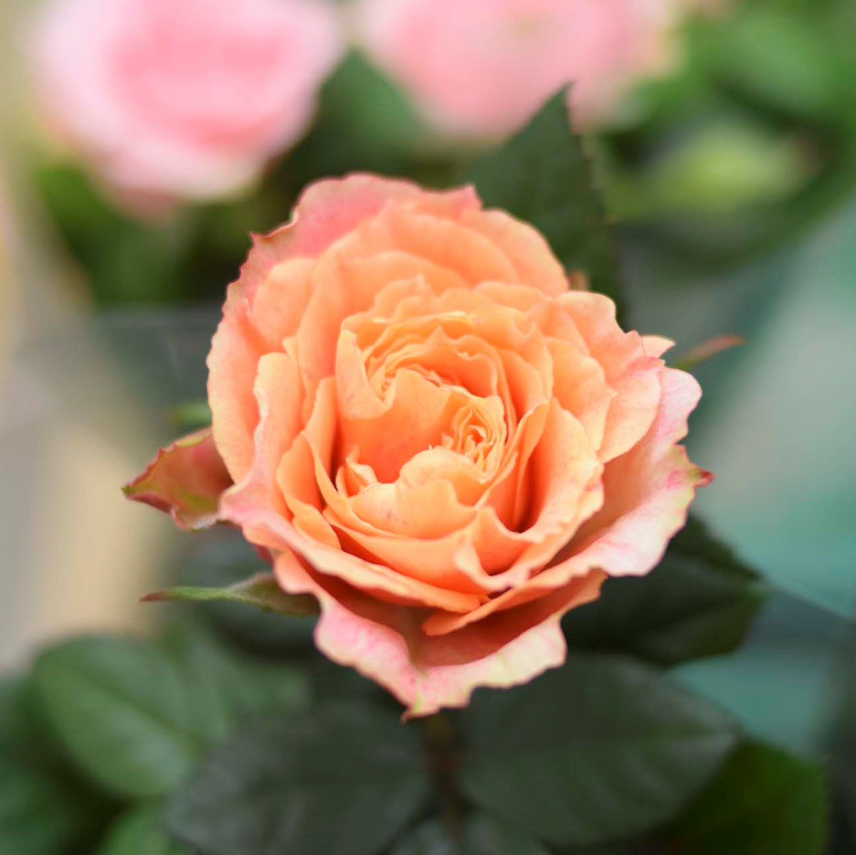ViverosAznar's tweet photo. Las rosas son el símbolo tradicional del amor y el romance. Son un regalo perfecto para el día de San Valentín.
¡Ven a Viveros y adquiere la tuya!
.
.
.
#floresaznar #viverosaznar #flores #plantas #vivero #viverozaragoza #zaragoza #zgz #plantlover https://t.co/wuJcBaTGHr