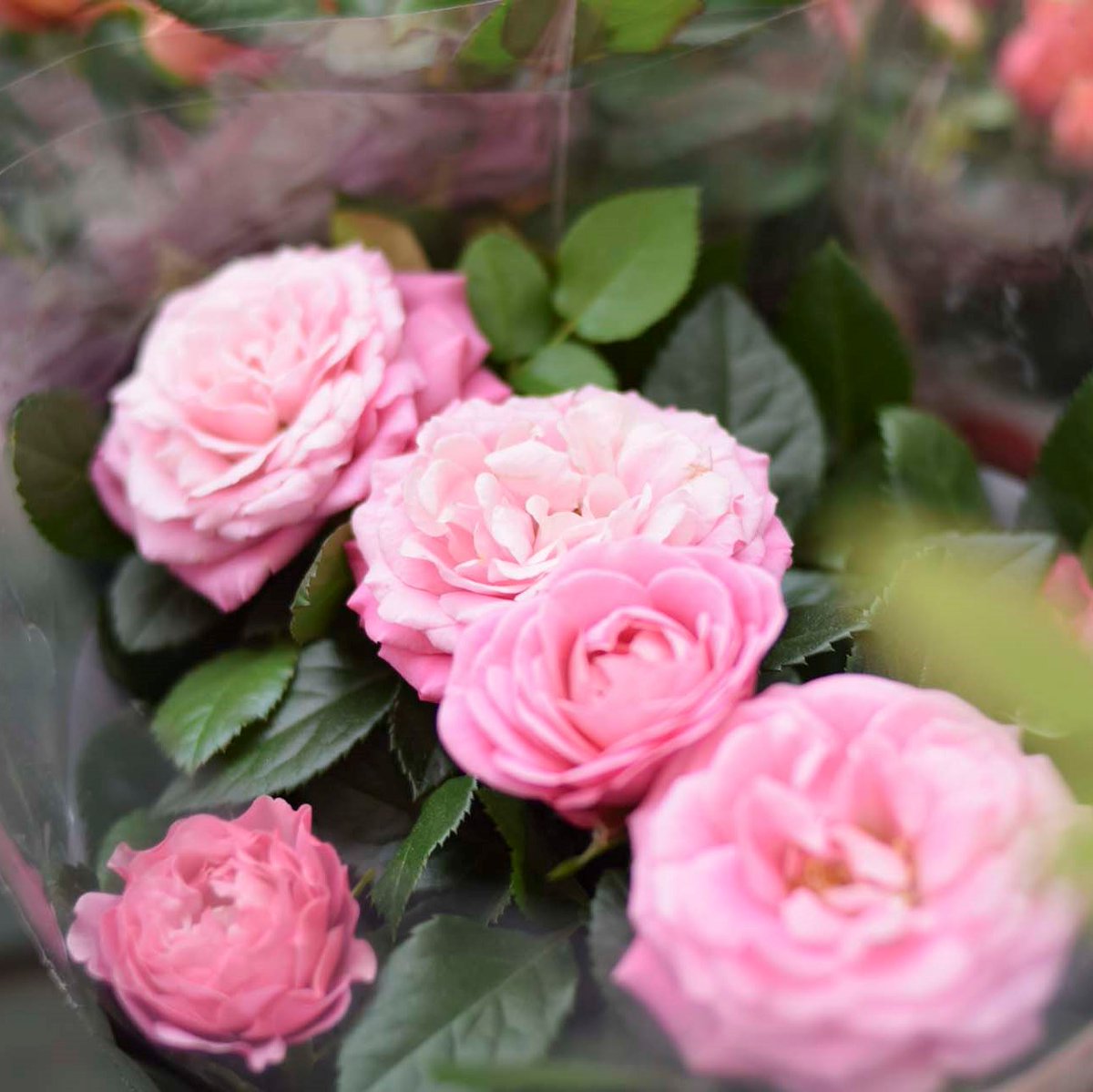 ViverosAznar's tweet photo. Las rosas son el símbolo tradicional del amor y el romance. Son un regalo perfecto para el día de San Valentín.
¡Ven a Viveros y adquiere la tuya!
.
.
.
#floresaznar #viverosaznar #flores #plantas #vivero #viverozaragoza #zaragoza #zgz #plantlover https://t.co/wuJcBaTGHr