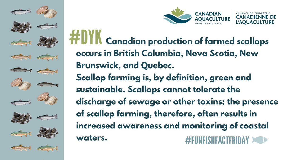 CDNaquaculture's tweet photo. #DYK #FunFishFactFriday For more on Canadian farmed scallops, visit https://t.co/WddLCHuJgQ https://t.co/YzWlWbuhyA