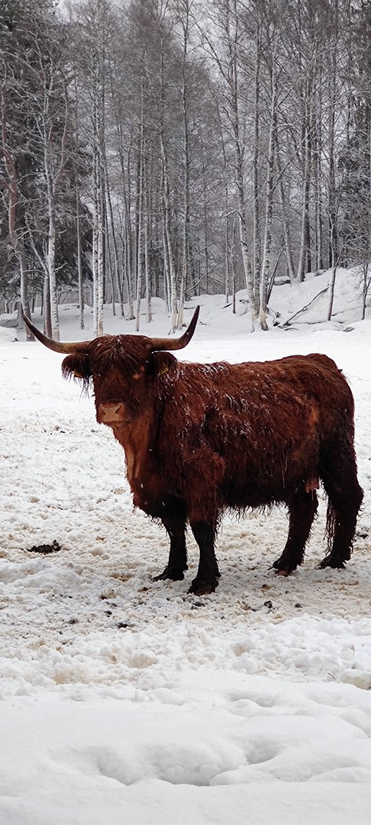 samilletweet's tweet photo. @SusannaKoskine3 @epirjata @helikankare @JohannaKukka @pekkasauri @JuhaKouhi @GranlundMarkus @RepeSi @Jussi_Andelin @EseRiss Hän oon oikea cowboy
Niin ystävänsä hälle sanoivat
Hän oon oikea cowboy
Jos naiset voi saada mielestään🎶🎶🎶
@EseRiss
#Jäppilä
#Ranchising
#HyvätuuliHighland https://t.co/Nyyc8ta10U