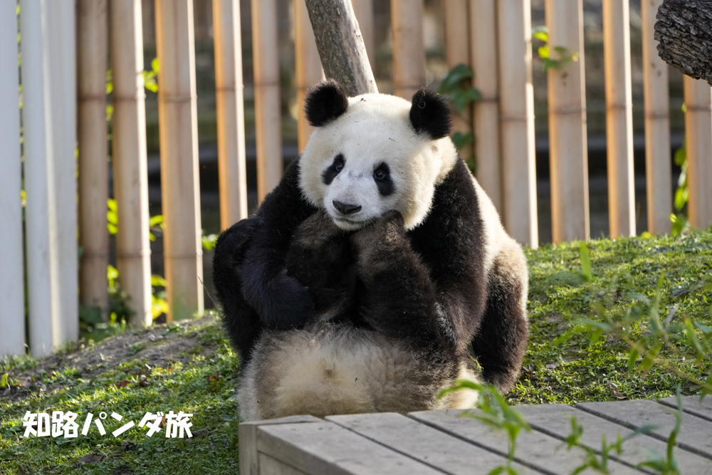 zhiluniannian's tweet image. 2023/1/02 スペイン、マドリード動物園🇪🇸。久久くんと遊び続ける友友くん😊中国名はヨーヨーくんです👍本当に楽しそうでした🍀

#panda #Spain #ZooMadrid #YouYou #友友