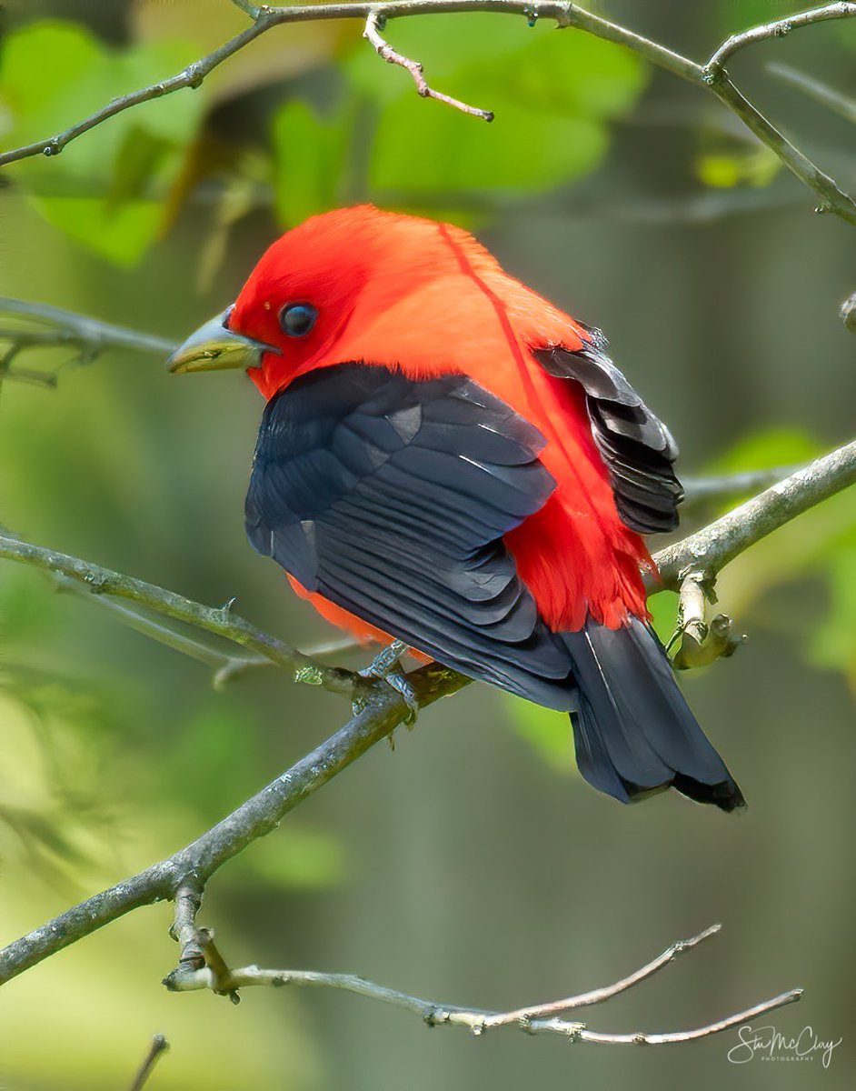 Scarlet Tanager. #TwitterNaturePhotography