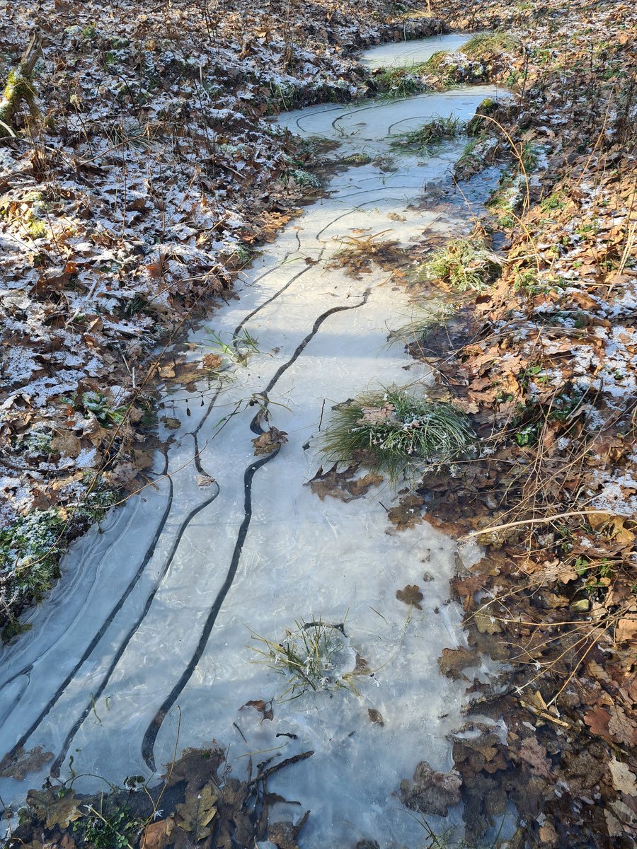 HerrHellblau's tweet photo. Frauchen war diese Woche krank und wir konnten keine so großen Runden gehen. Heute geht es ihr schon viel besser und wir waren  eine meiner Lieblingsrunden Gassi. Schaut mal: https://t.co/Hz3Ap6IcFV