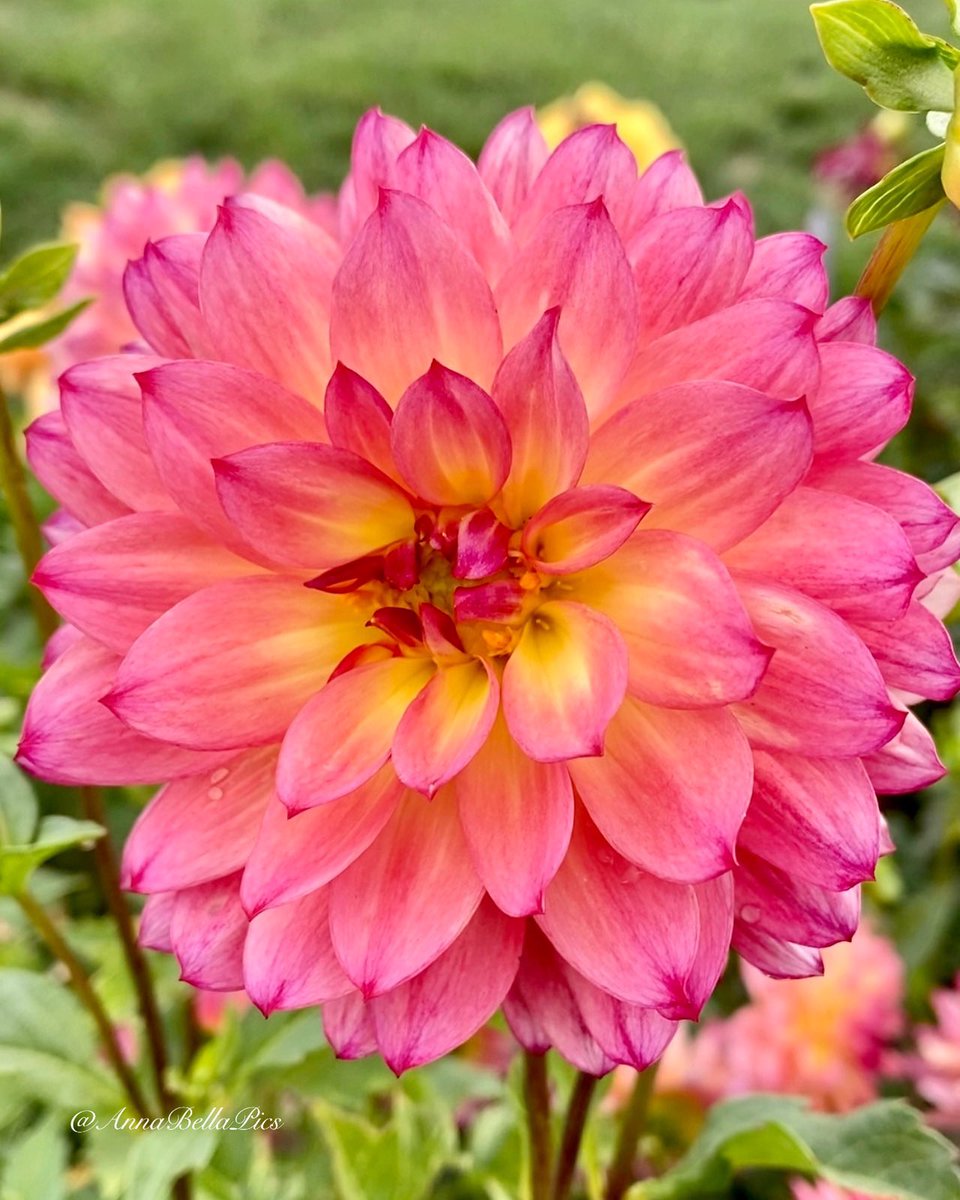AnnaBellaPics's tweet photo. Dahlia dreaming with the 65F degree weather here this week🌸 Spring will be here in 38 days🎉 Happy Friday and happy weekend🌿 #flowers #gardening https://t.co/ve8N32qfag