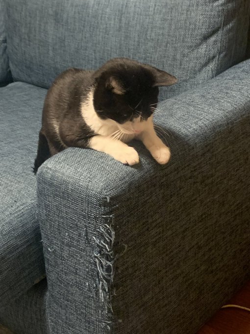 凍結回避の悪あがきでネコちゃん投稿しよっと(意味があるかは分からぬ)
ボロボロにされたソファ… 