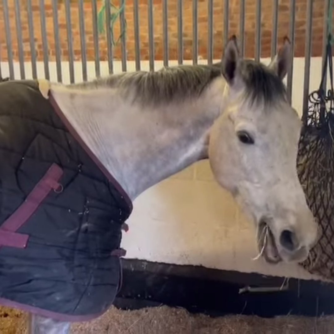 OldGoldRacing's tweet image. Fresh Sheet Friday - the look of an exceptionally naughty Tokyo Live who flooded his stable @VenetiaWRacing  this week, resulting in a completely new bed of shavings... 😮

Shares available: bit.ly/3YGDApm
#naughtyhorse #freshsheets