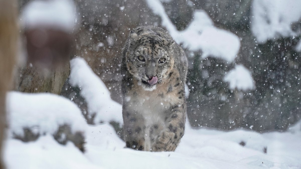 雪といえばユキヒョウ。カッコイイ✨
#ユキヒョウ #多摩動物公園