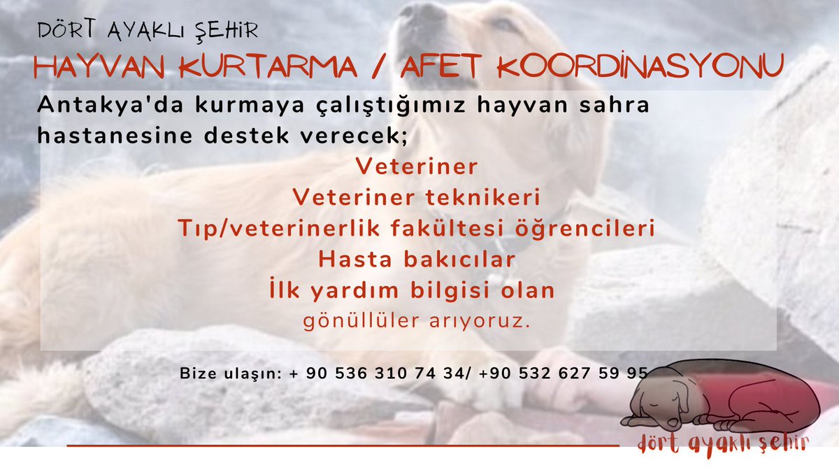 #antakya da kurduğumuz sahra hastanesinde destek vermek üzere gönüllü sağlık ekibi kuruyoruz.
* Veteriner
* Veteriner teknikeri
* Tıp/veterinerlik fakültesi öğrencileri
* Hasta bakıcılar
* İlk yardım bilen 

herkese açık çağrımız. 
Bize ulaşın.
#DEPREMOLDU
