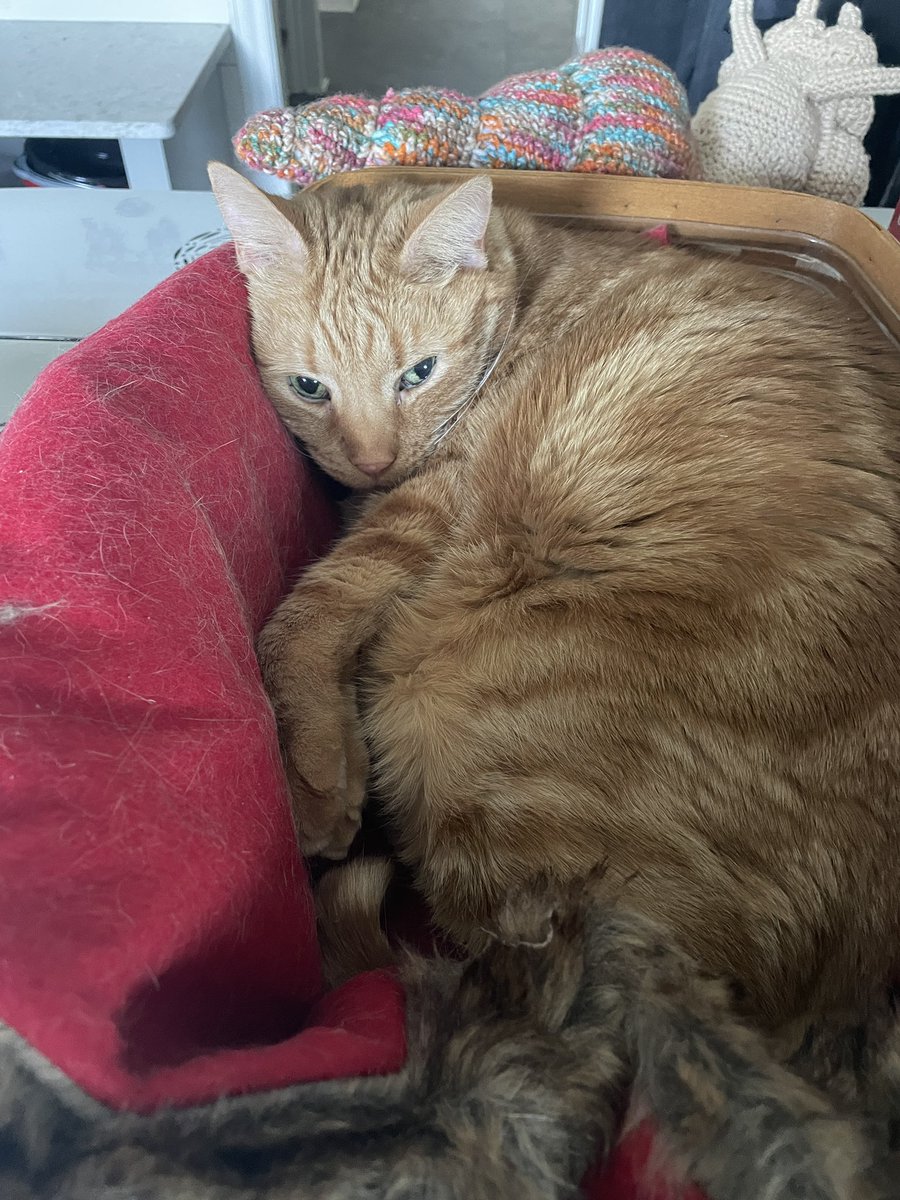 CraftTestDummy's tweet photo. This world needs more kitties in comfy baskets and less racist bullsh!t. https://t.co/hR2AjnjSna