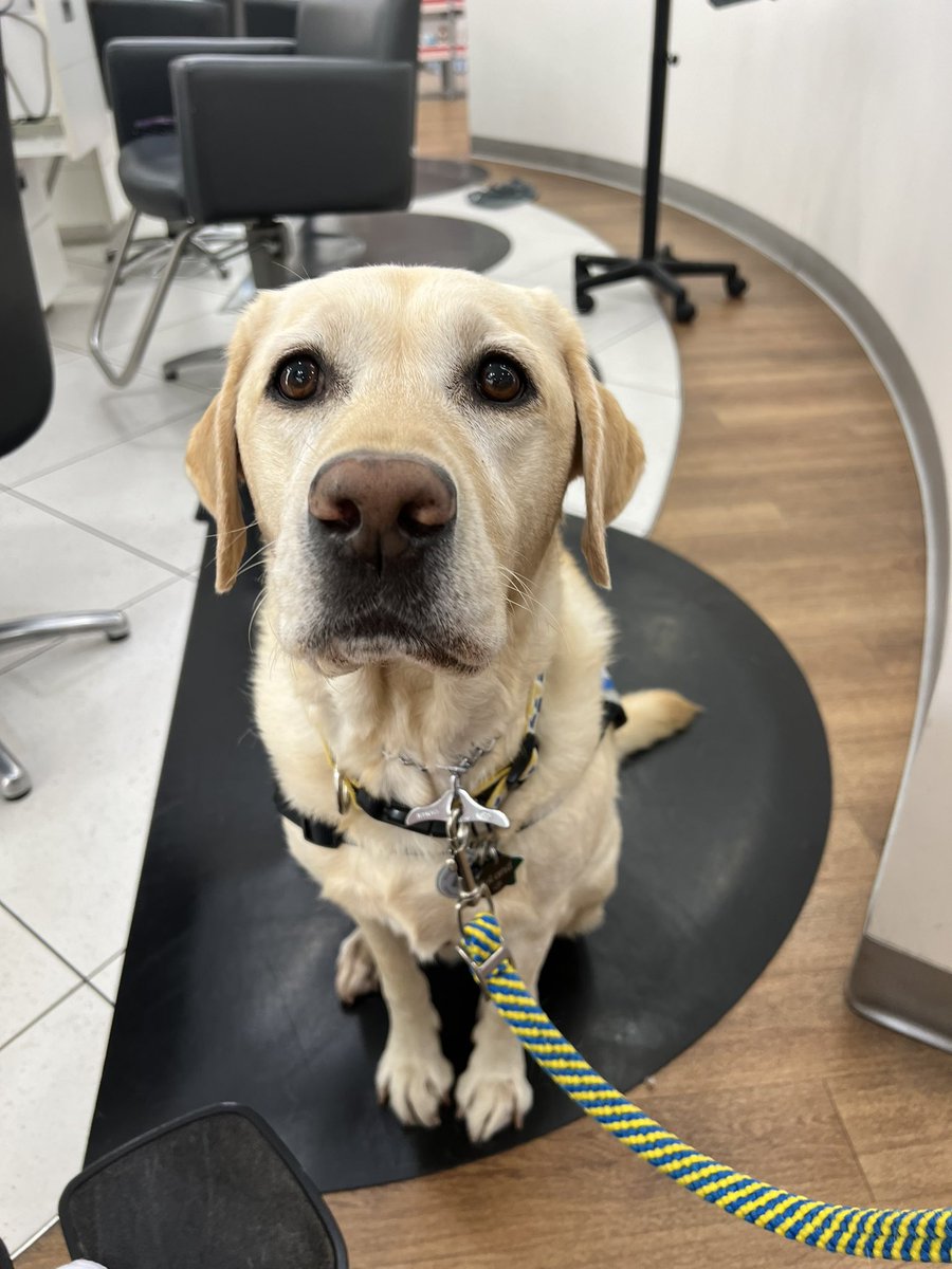 LKG_2011's tweet photo. And today here is a photo of my bestest boy Noland! 🥰🐾💙💛 we were waiting for mom to get her hair done. #leadwithindependence #caninecompanions #servicedog https://t.co/CmAJ1MZVym