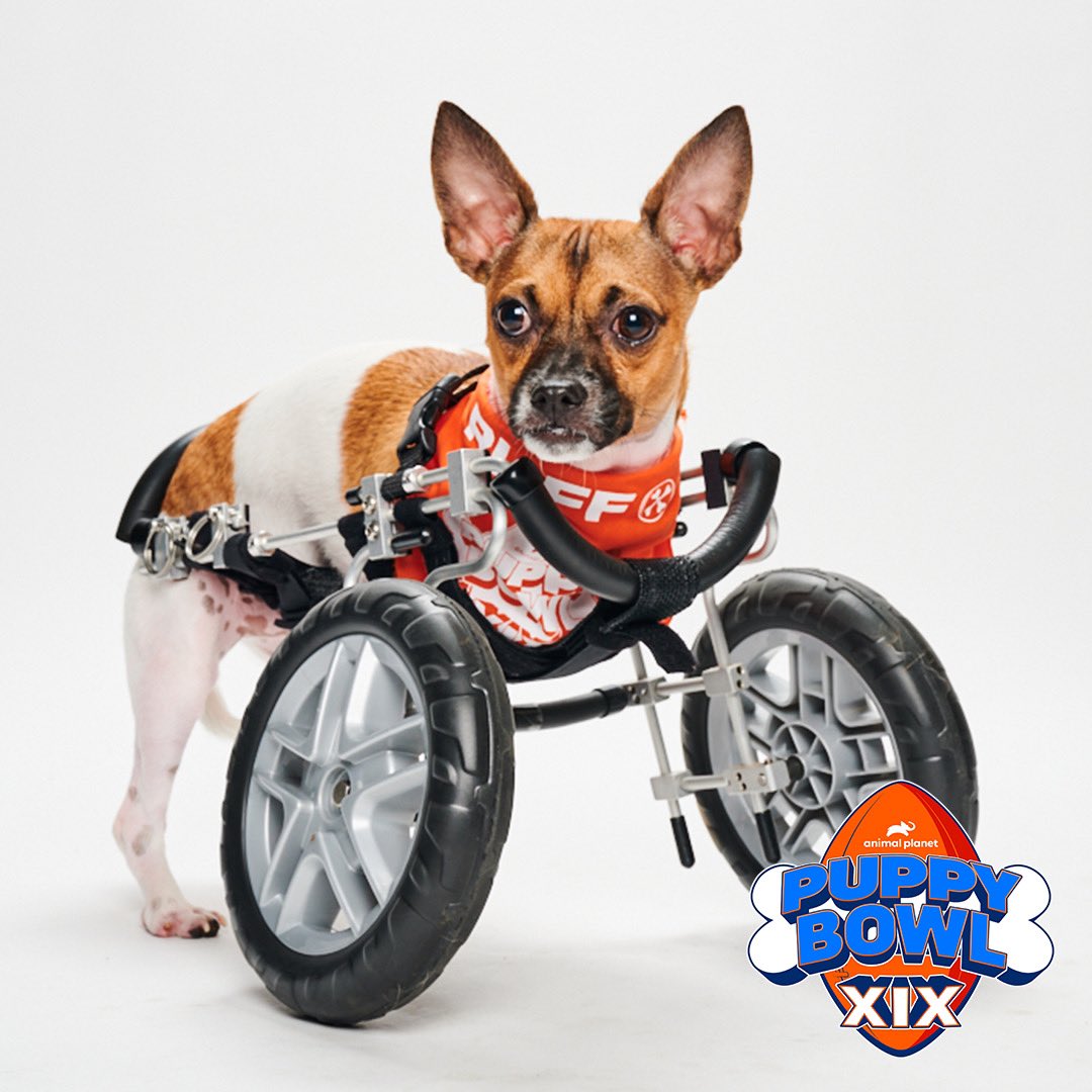 dog_rates's tweet photo. This is Joey. He will be competing in the Puppy Bowl! He was born with only two legs and @15outof10 is sponsoring his medical care for life. You can cheer him on this Sunday at 2pm ET on @AnimalPlanet #PuppyBowl 🏈 https://t.co/JIKkWZCfCf