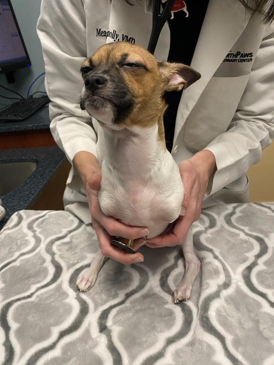 dog_rates's tweet photo. This is Joey. He will be competing in the Puppy Bowl! He was born with only two legs and @15outof10 is sponsoring his medical care for life. You can cheer him on this Sunday at 2pm ET on @AnimalPlanet #PuppyBowl 🏈 https://t.co/JIKkWZCfCf
