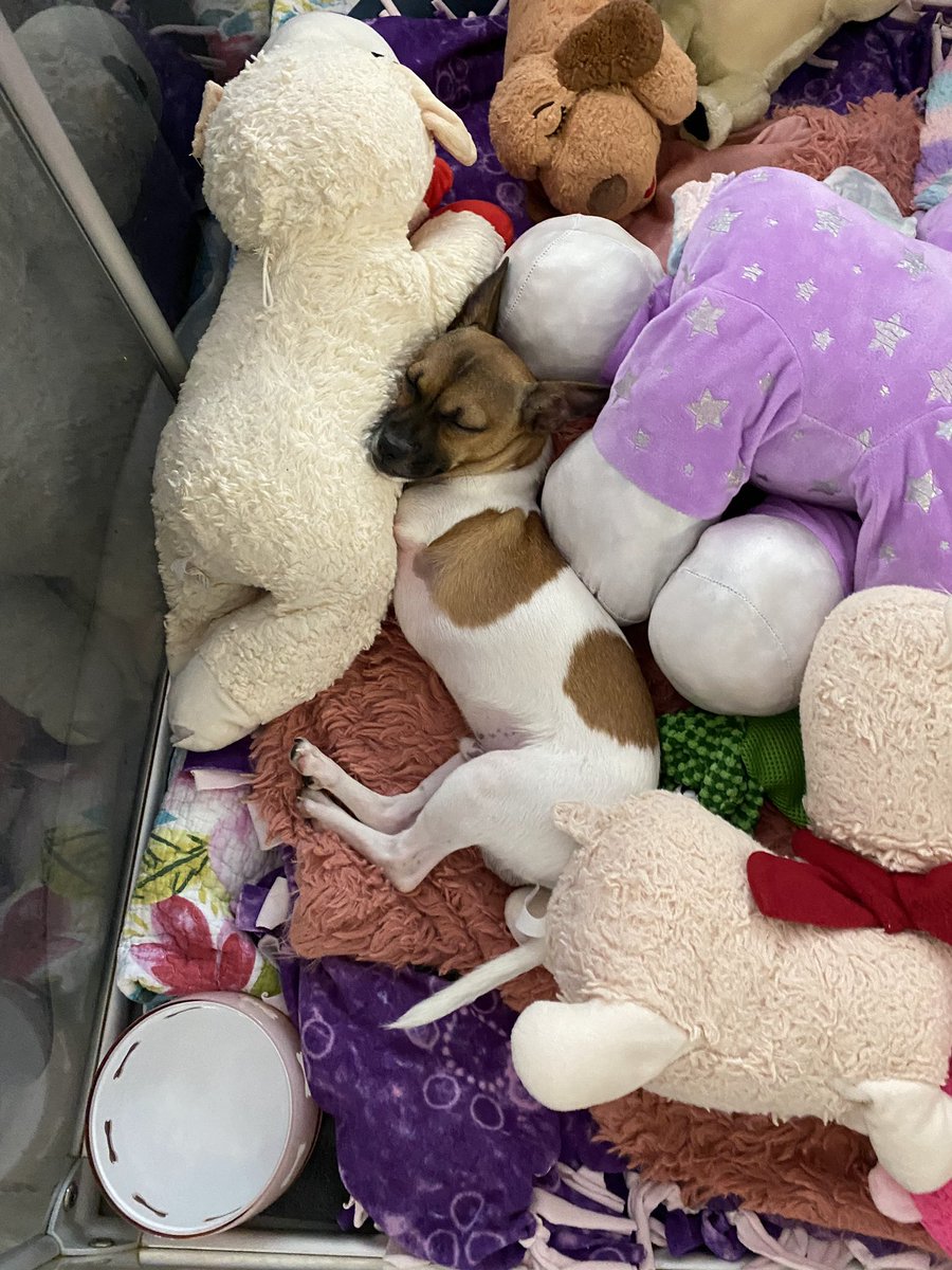 dog_rates's tweet photo. This is Joey. He will be competing in the Puppy Bowl! He was born with only two legs and @15outof10 is sponsoring his medical care for life. You can cheer him on this Sunday at 2pm ET on @AnimalPlanet #PuppyBowl 🏈 https://t.co/JIKkWZCfCf