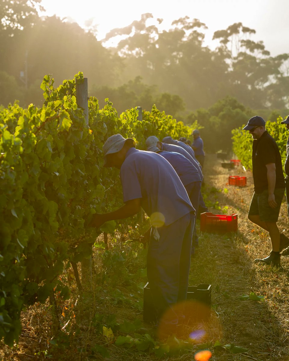 Early morning picking during #sawineharvest2023.