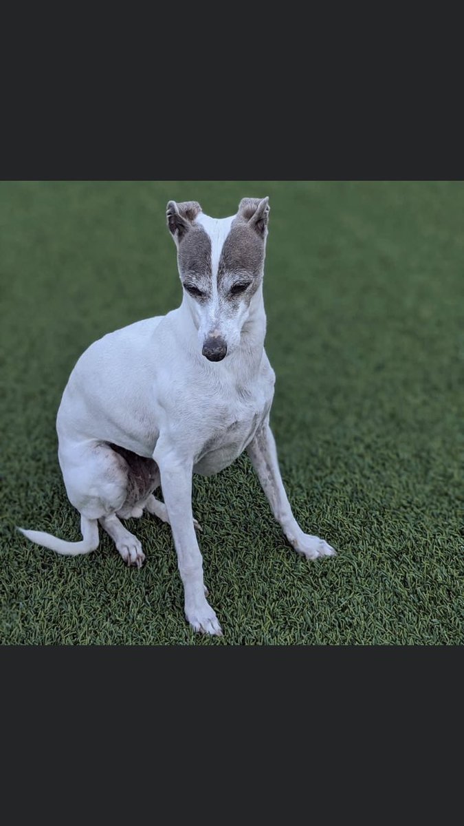 RachaelB100's tweet photo. LILY Sadly still #Missing
She needs our help Twitter! Pls wherever in the World share for her 🙏 
It’s just too unbearable for her owner who tirelessly tries to find her. We’re a world United It takes one share! 
#BringLilyHome
#ComeHomeLily #Huntsville #Madison #Alabama #USA https://t.co/MwOd0ZKxrx